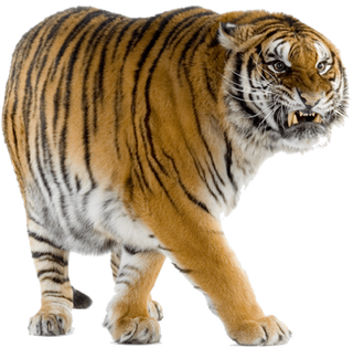 Tiger Png Hd Isolated (indigo, olive, black, gray)