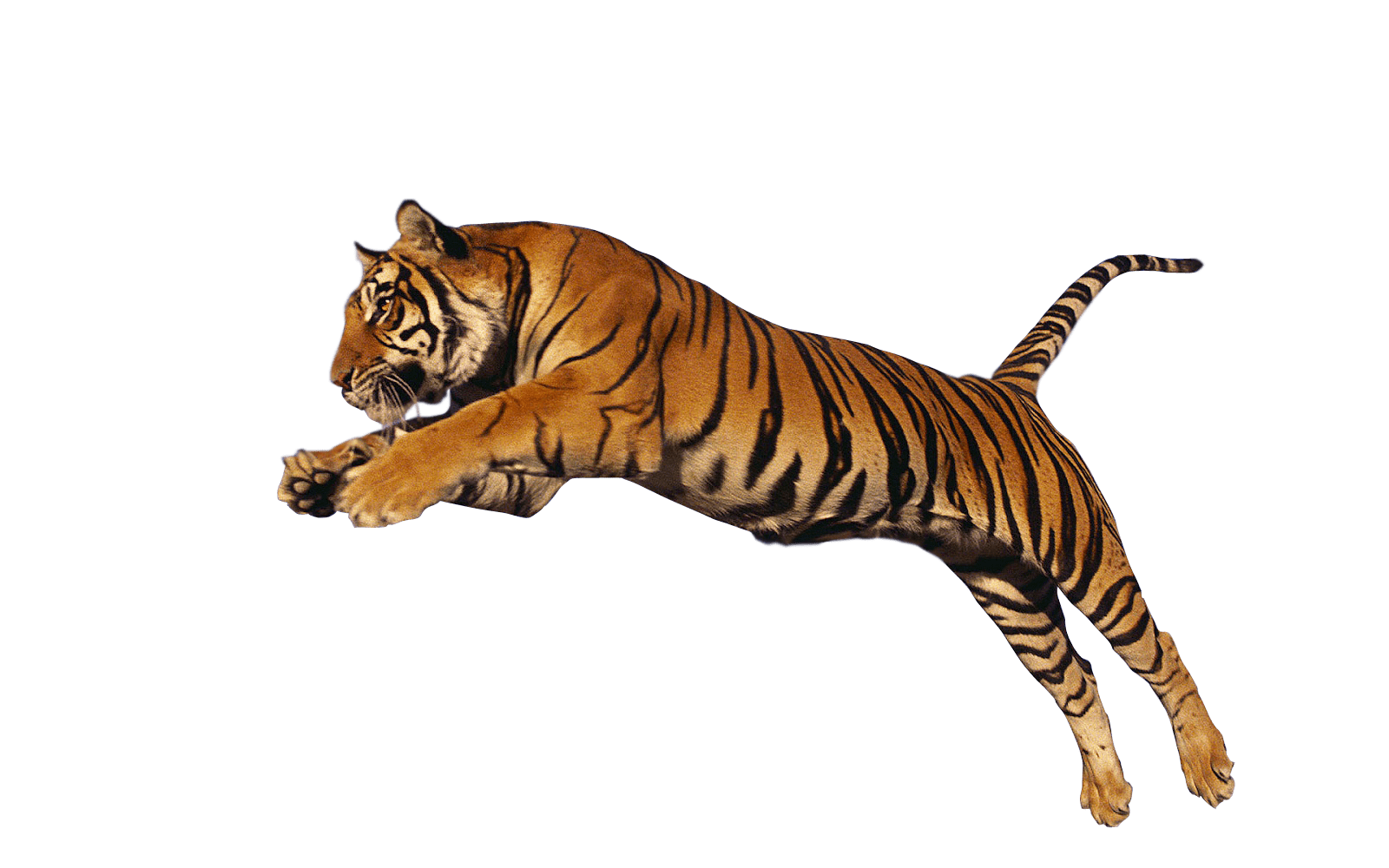 Tiger Png Image (gray)