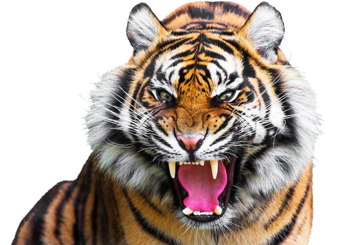 Tiger Png Isolated Hd Pictures (black, silver, lavender, white)