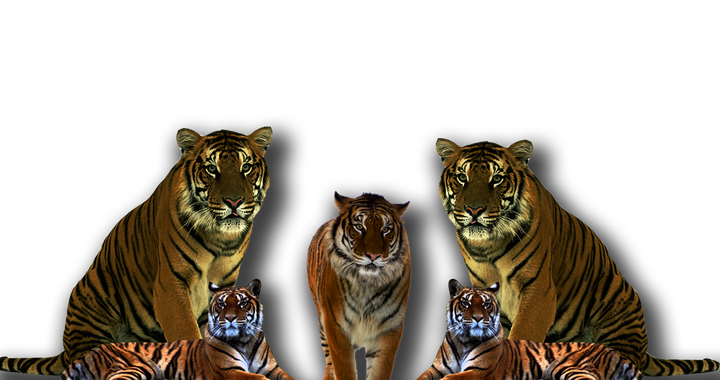 Tiger Png Isolated Hd (maroon, black)