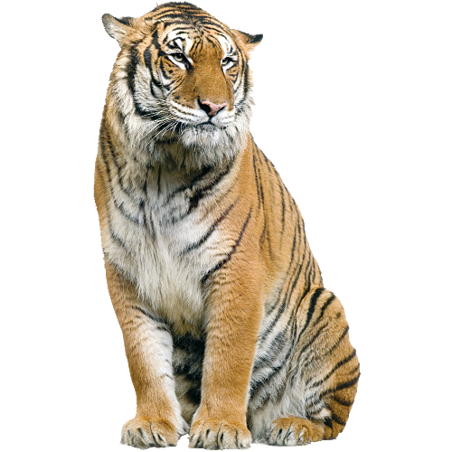 Tiger Png Isolated Image (silver, beige, salmon, white)