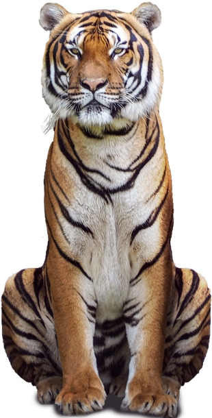 Tiger Png Isolated Photos (black)