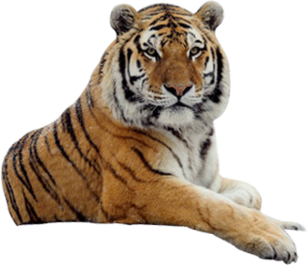 Tiger Png Isolated Pic (maroon, black, silver)