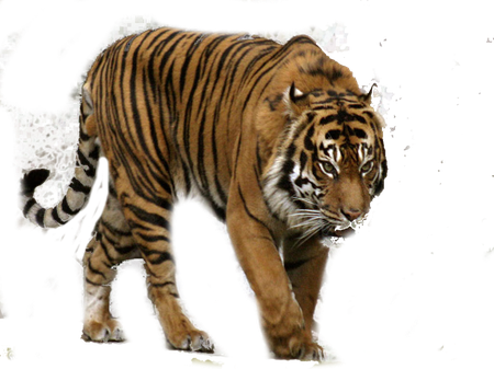 Tiger Png Isolated Picture (black)