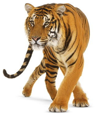 Tiger Png (black, chocolate)