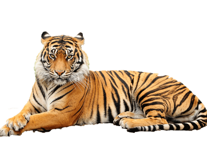 Tiger Transparent Png (black, chocolate)