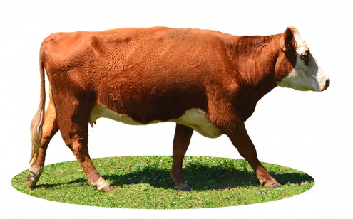 Highland Cow Png File (black)