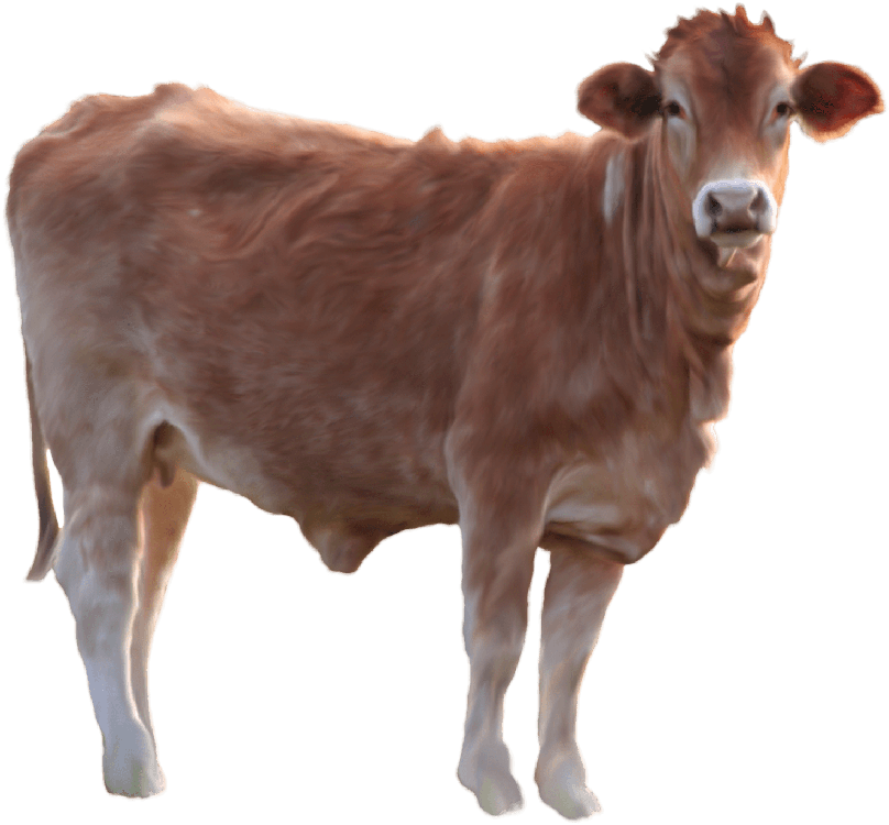 Highland Cow Png Free Download (gray)