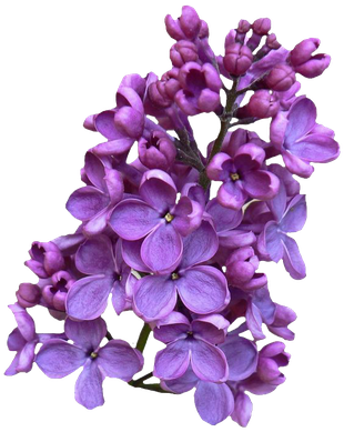 Lilac Png Clipart (black)