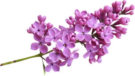 Lilac Png Image (black)