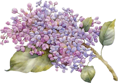 Lilac Png Photo (black)