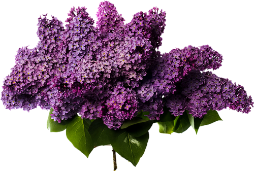 Lilac Png Photos (black)