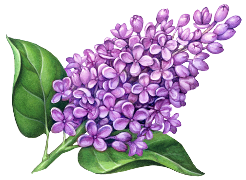 Lilac Png Pic (white, olive)