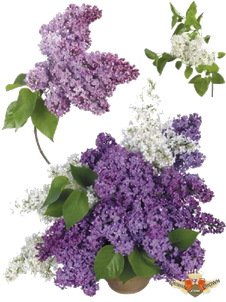 Lilac Png Transparent Image (black)