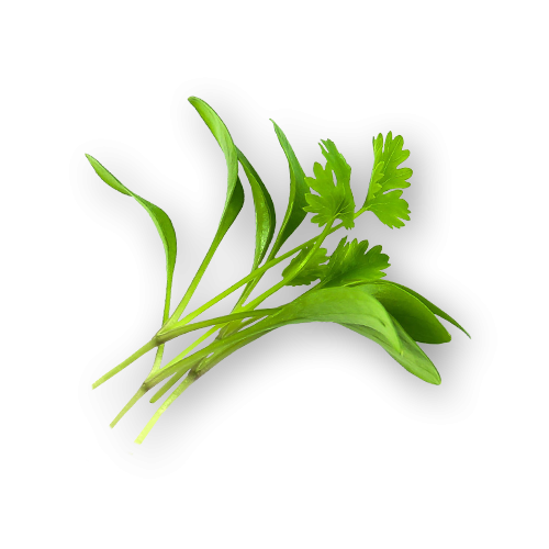 Cilantro Png Free Download (black)