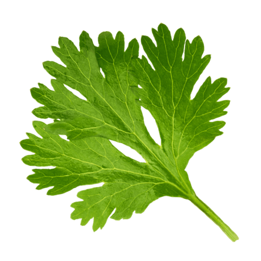 Cilantro Png Image (olive, black, green)