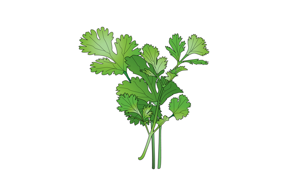 Cilantro Png Isolated Photo (olive, black)