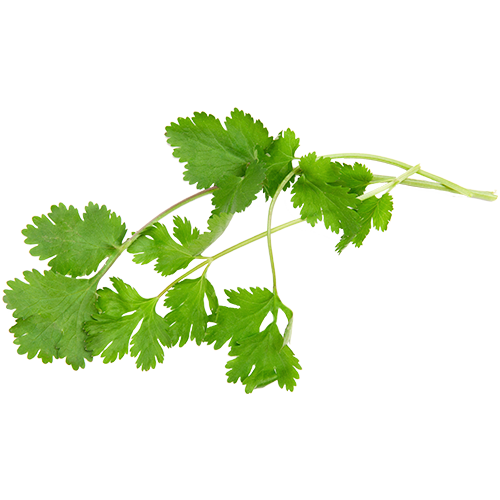 Cilantro Png Photos (beige, white)