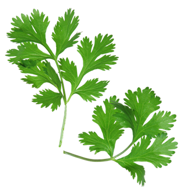 Cilantro Png Picture (olive, black)