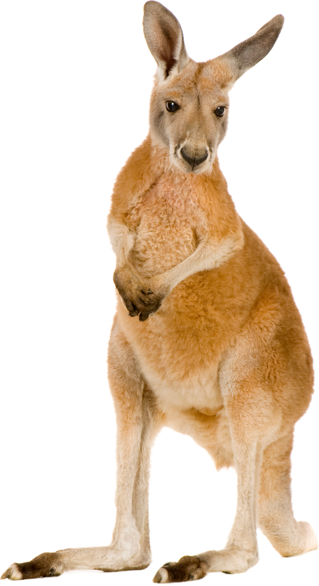 Wild Kangaroo Png Clipart (black, silver)