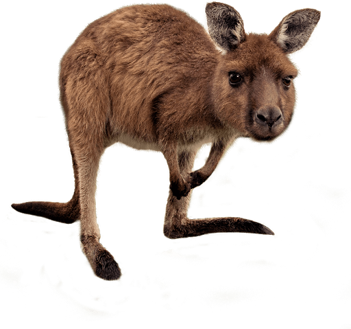 Wild Kangaroo Png Hd (black)