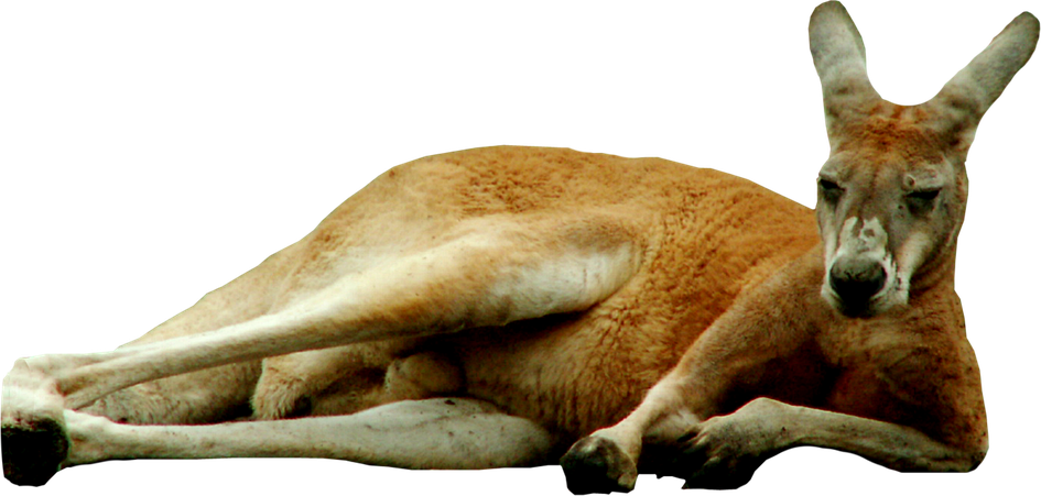 Wild Kangaroo Png Photos (black)