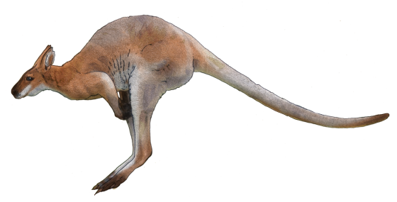 Wild Kangaroo Png Pic (white)