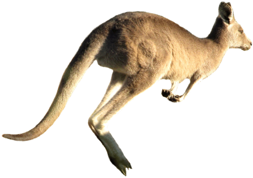 Wild Kangaroo Png Transparent Image (black, indigo, gray)