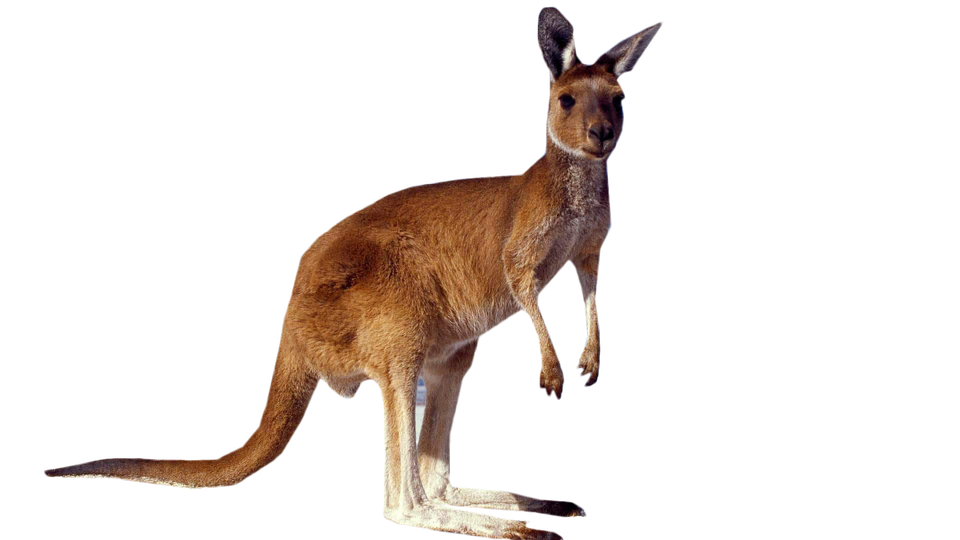 Wild Kangaroo Transparent Background (black, olive)