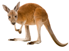 Wild Kangaroo Transparent Png (black, chocolate, olive)