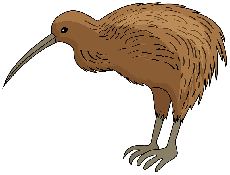 Wild Kiwi Bird Png Clipart (gray, chocolate, olive)