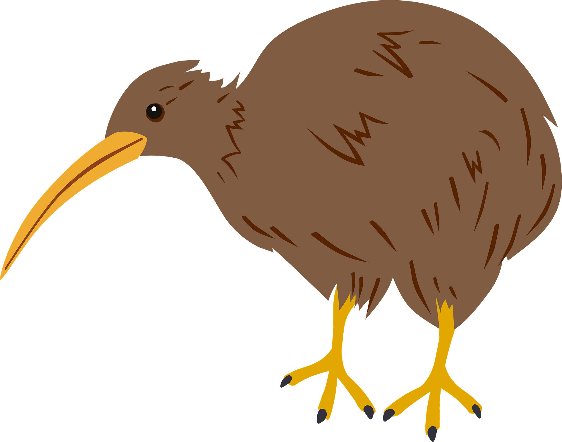 Wild Kiwi Bird Png Transparent Image (gray)