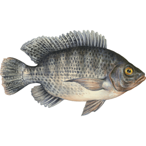 Nile Tilapia Png Clipart (gray, black)