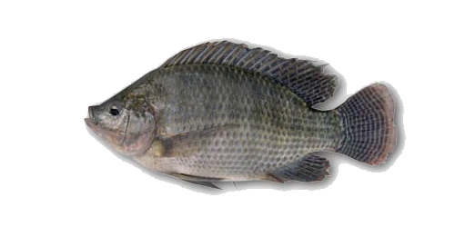 Nile Tilapia Png File (gray, black)