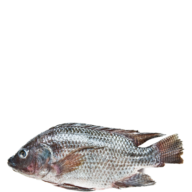 Nile Tilapia Png Free Download (gray, black)