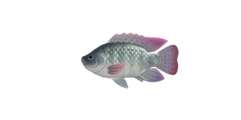 Nile Tilapia Png Hd Isolated (gray, black)