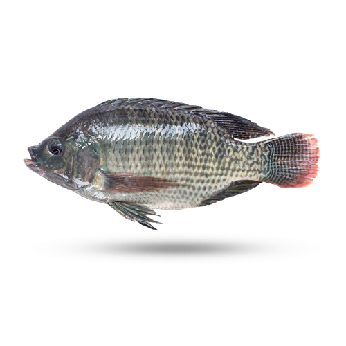 Nile Tilapia Png Hd (white, lavender, black)