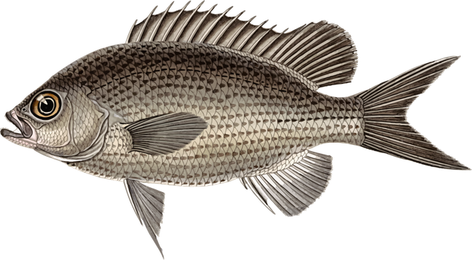 Nile Tilapia Png Image (maroon, gray, black)