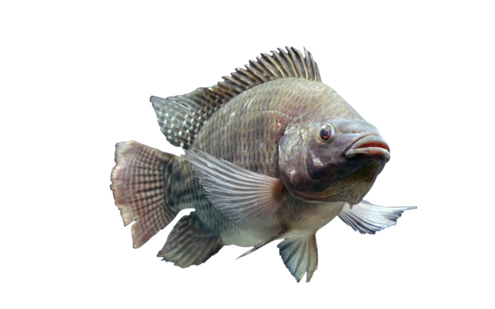 Nile Tilapia Png Isolated File (gray, black)