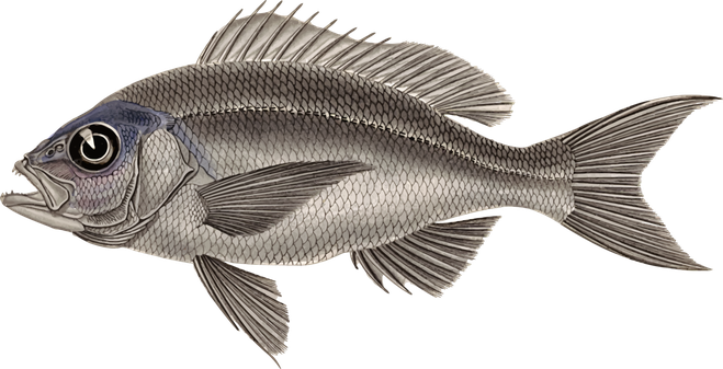 Nile Tilapia Png Isolated Hd (indigo, gray, black)