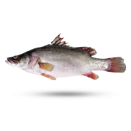 Nile Tilapia Png Isolated Pic (white, lavender, black)