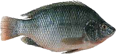 Nile Tilapia Png Photo (indigo, black)