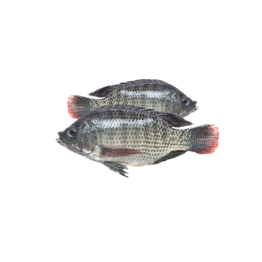 Nile Tilapia Png Picture (gray)