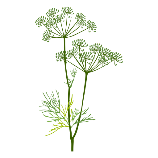 Dill Png Pic (black, olive, green)