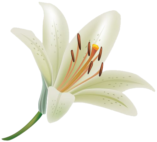 Lily Png Clipart (white, beige)