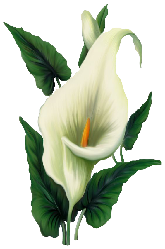 Lily Png File (white, beige)