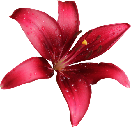 Lily Png Free Download (black)