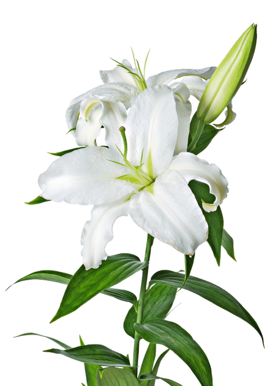 Lily Png Image (lavender, black)