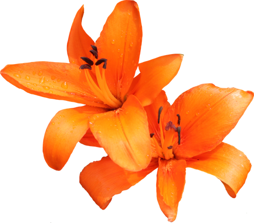 Lily Png Photo (chocolate, black, orange)