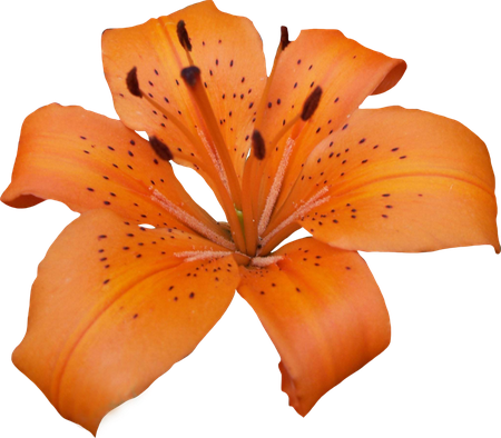 Lily Png Pic (black, salmon)